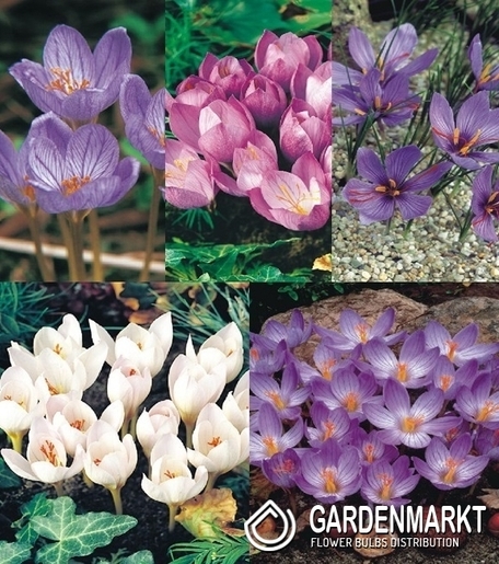 Autumn Crocus Mix 100 pcs