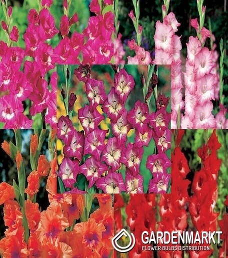 Large Flowering Gladioli Pack &quot;11&quot; 12/14