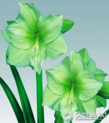 Hippeastrum Amaryllis Limona 1 pcs