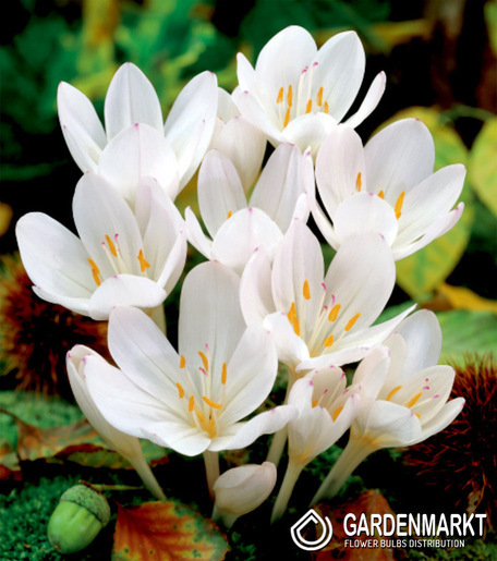 Colchicum Atumnale Album 1 pcs
