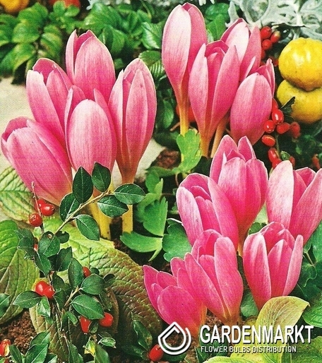 Colchicum Lilac Wonder 1 pcs