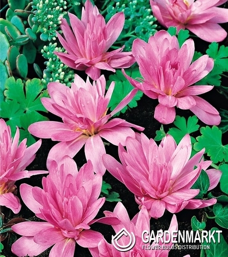 Colchicum Waterlily 1 pcs