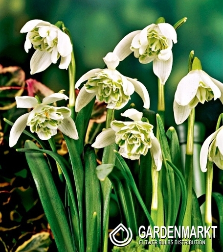 Galanthus Double Snowdrop 3 pcs