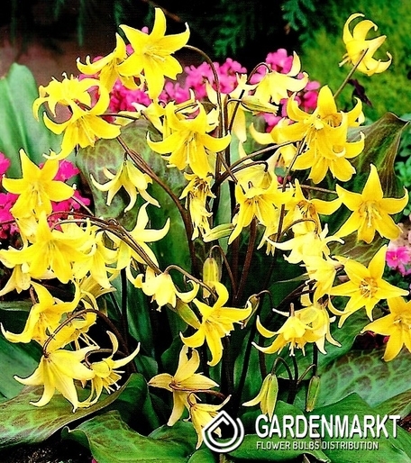 Erythronium Dog's Tooth Pagoda 3 pcs