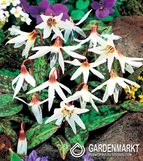 Erythronium Dog's Tooth Snow Flake 1 pcs