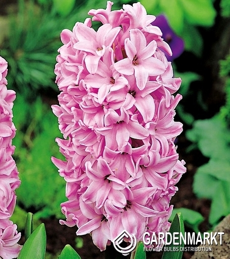 Hyacinth Fondant 3 pcs