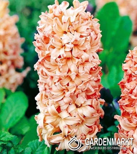 Hyacinth Apricot Passion 3 pcs