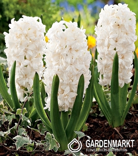 Double Hyacinth Madame Sophie 1 pcs