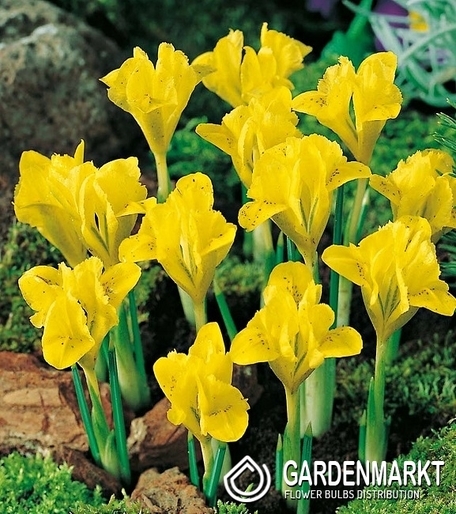 Iris Reticulata Danforda 10 pcs