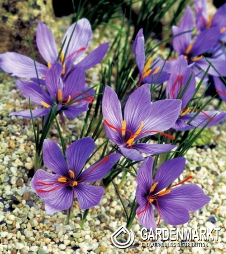 Autumn Crocus Sativus 5 pcs