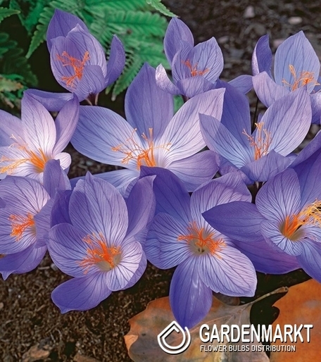 Autumn Crocus Conqueror 5 pcs