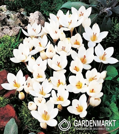 Spring Crocus Miss Vain 10 pcs