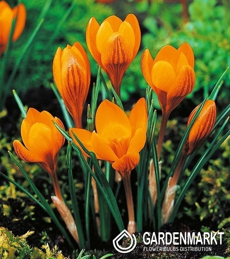 Spring Crocus Orange Monarch 10 pcs