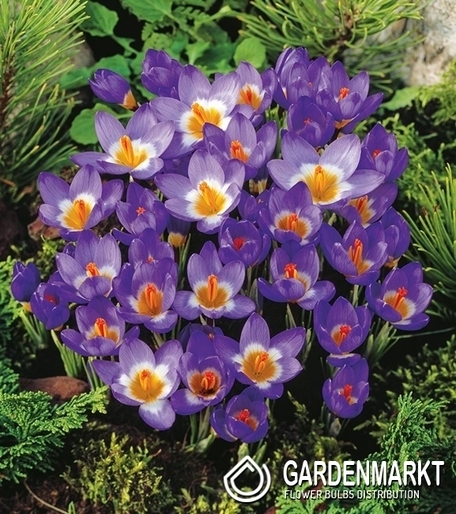 Spring Crocus Tricolor 10 pcs