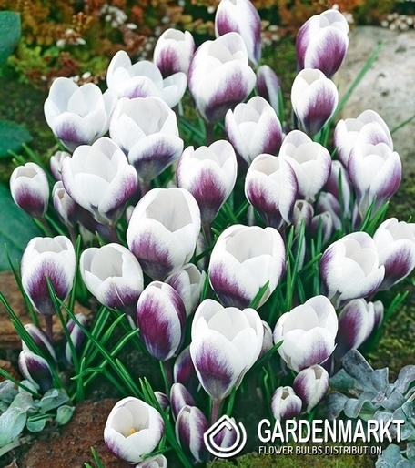 Spring Crocus Prins Claus 10 pcs
