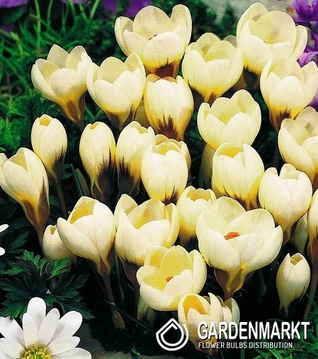 Spring Crocus Cream Beauty 10 pcs