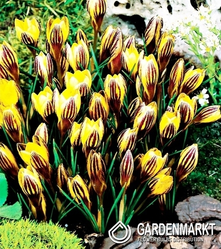 Spring Crocus Gipsy Girl 10 pcs