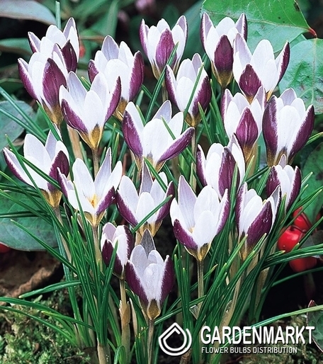 Spring Crocus Lady Killer 10 pcs
