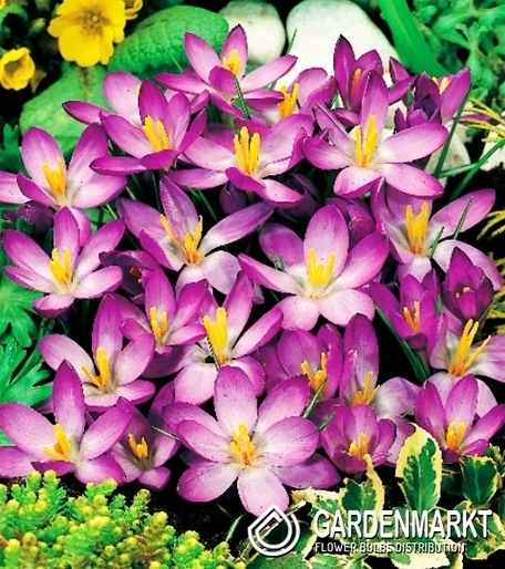 Spring Crocus Whitewell Purple 10 pcs