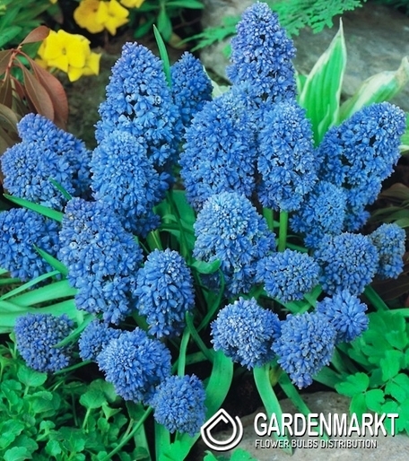 Muscari Grape Hyacinth Blue Spike 10 pcs