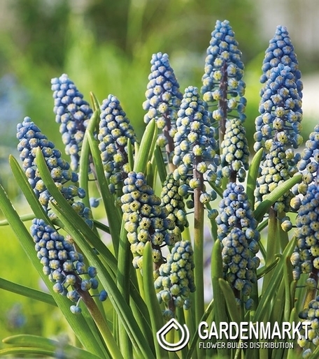 Muscari Grape Hyacinth Saffier 10 pcs