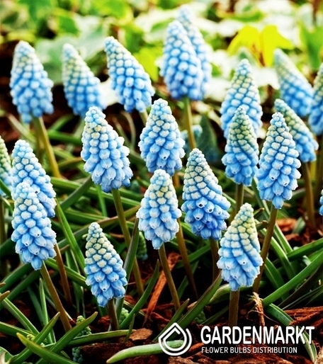 Muscari Grape Hyacinth Valerie Finish 10 pcs