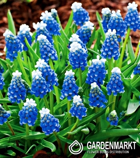 Muscari Grape Hyacinth Touch Of Snow 10 pcs