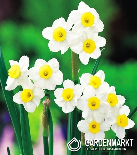 Narcissus Botanic Minnow 5 pcs