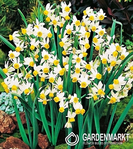 Narcissus Botanic Canaliculatus 5 pcs