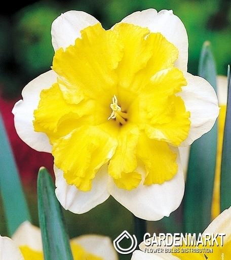 Narcissus Split Corona Frileuse 5 pcs