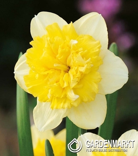 Narcissus Double Full House 5 pcs