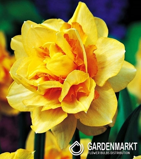 Narcissus Double Texas 5 pcs