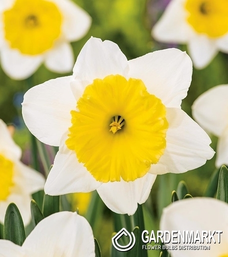 Narcissi Trumpet Goblet 14/16 5 pcs