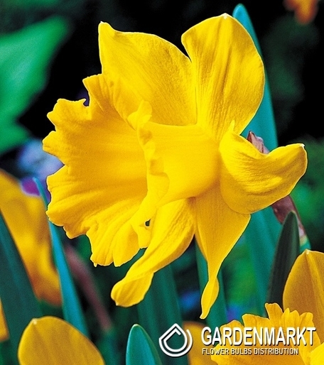 Narcissi Trumpet Unsurpassable 14/16 5 pcs
