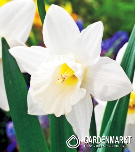 Narcissi Trumpet Mount Hood 14/16 5 pcs