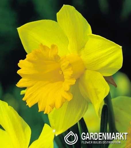 Narcissi Trumpet Dutch Master 14/16 5 pcs