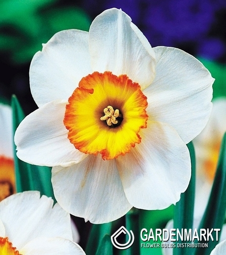 Narcissus Large Cup Flower Record 5 pcs