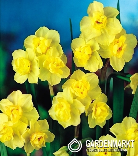 Narcissus Multiflowering Yellow Cheerfulness 5 pcs