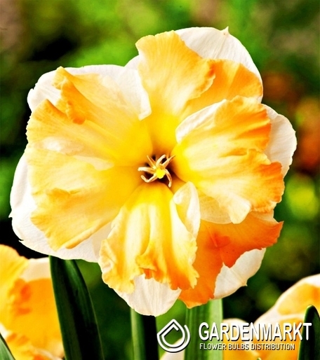 Narcissus For Collector Cum Laude 5 pcs