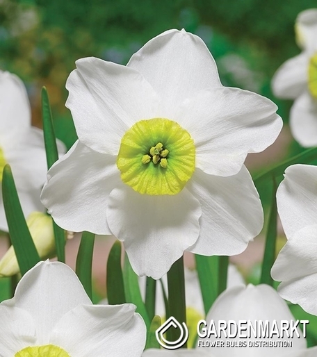 Narcissus For Collector Sinopel 3 pcs