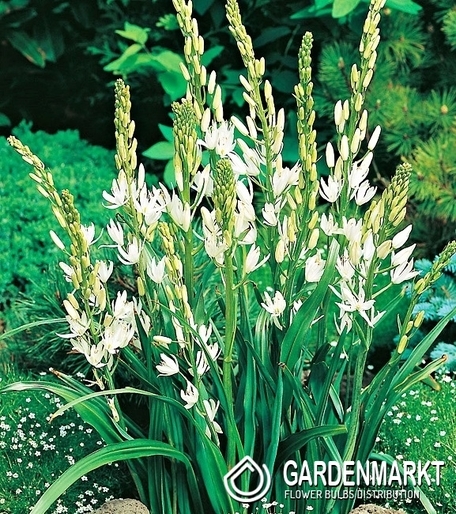 Camassia White 1 pcs