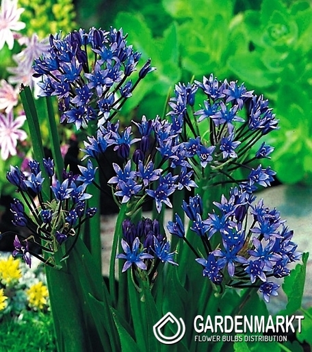 Scilla Peruviana 1 pcs