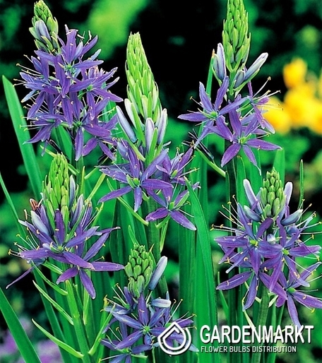 Camassia Blue 1 pcs