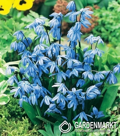 Scilla Sibirica 5 pcs