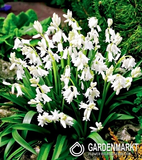 Scilla White 5 pcs