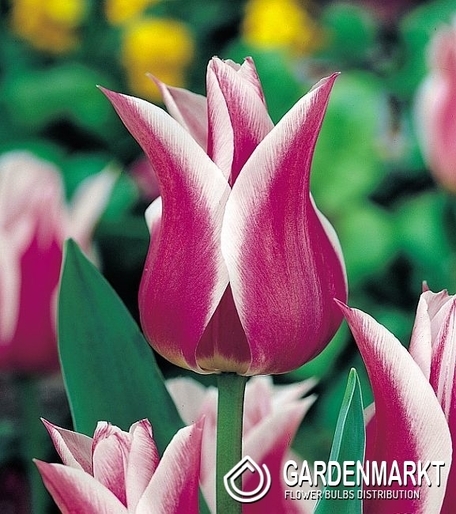Tulip Lilyflowering Ballade 5 pcs