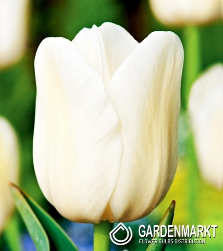 Tulip Single Late City of Vancouver 5 pcs