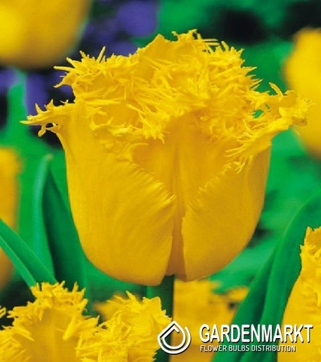 Tulip Fringed Hamilton 5 pcs