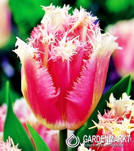 Tulip Fringed Fancy Frills 5 pcs