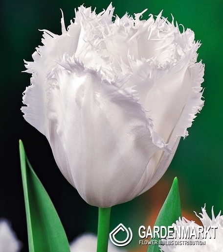 Tulip Fringed Honey Moon 5 pcs